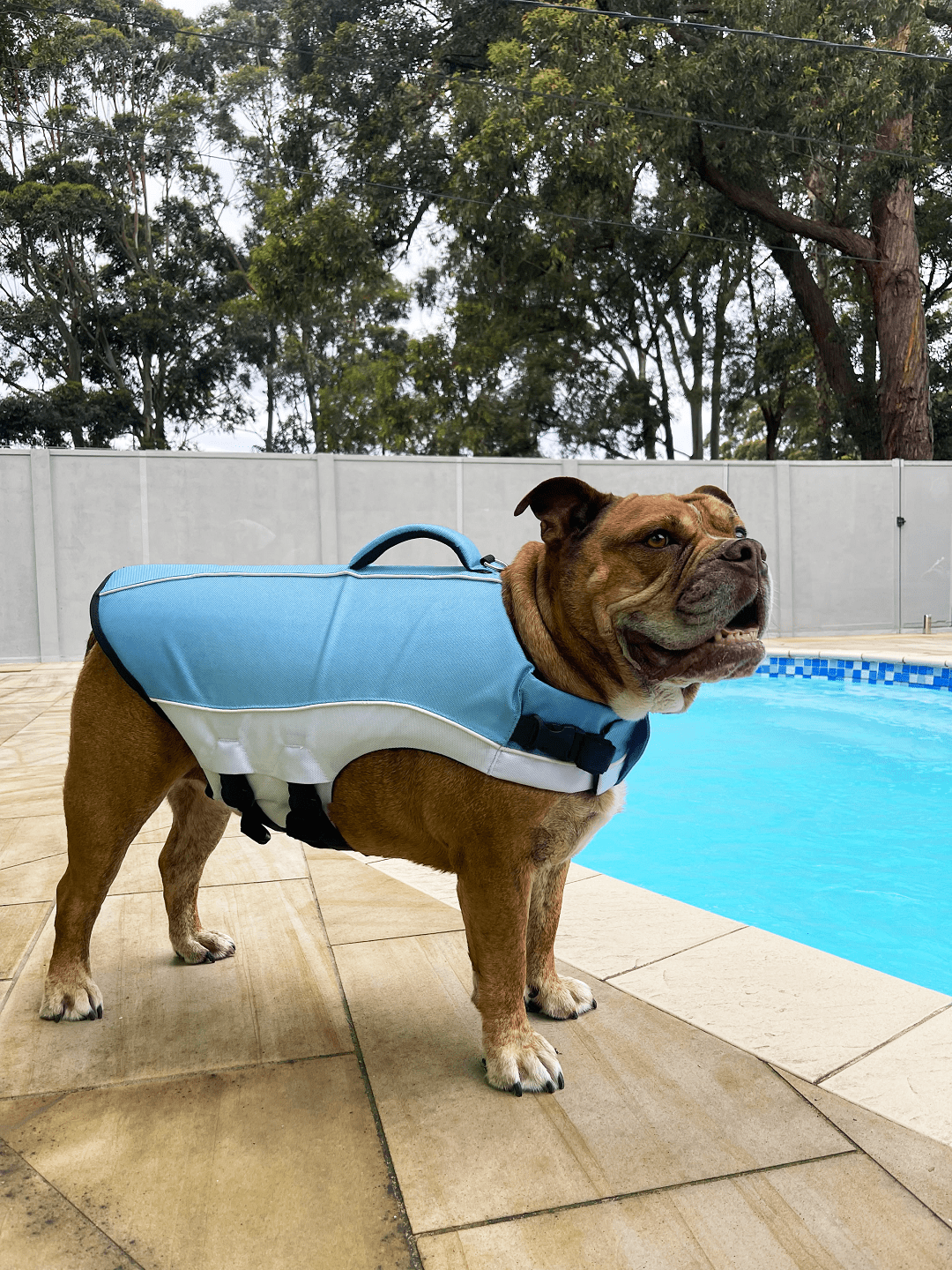 View of Water Safety Tips Every Dog Owner Should Know – Dog Friendly Co. EU