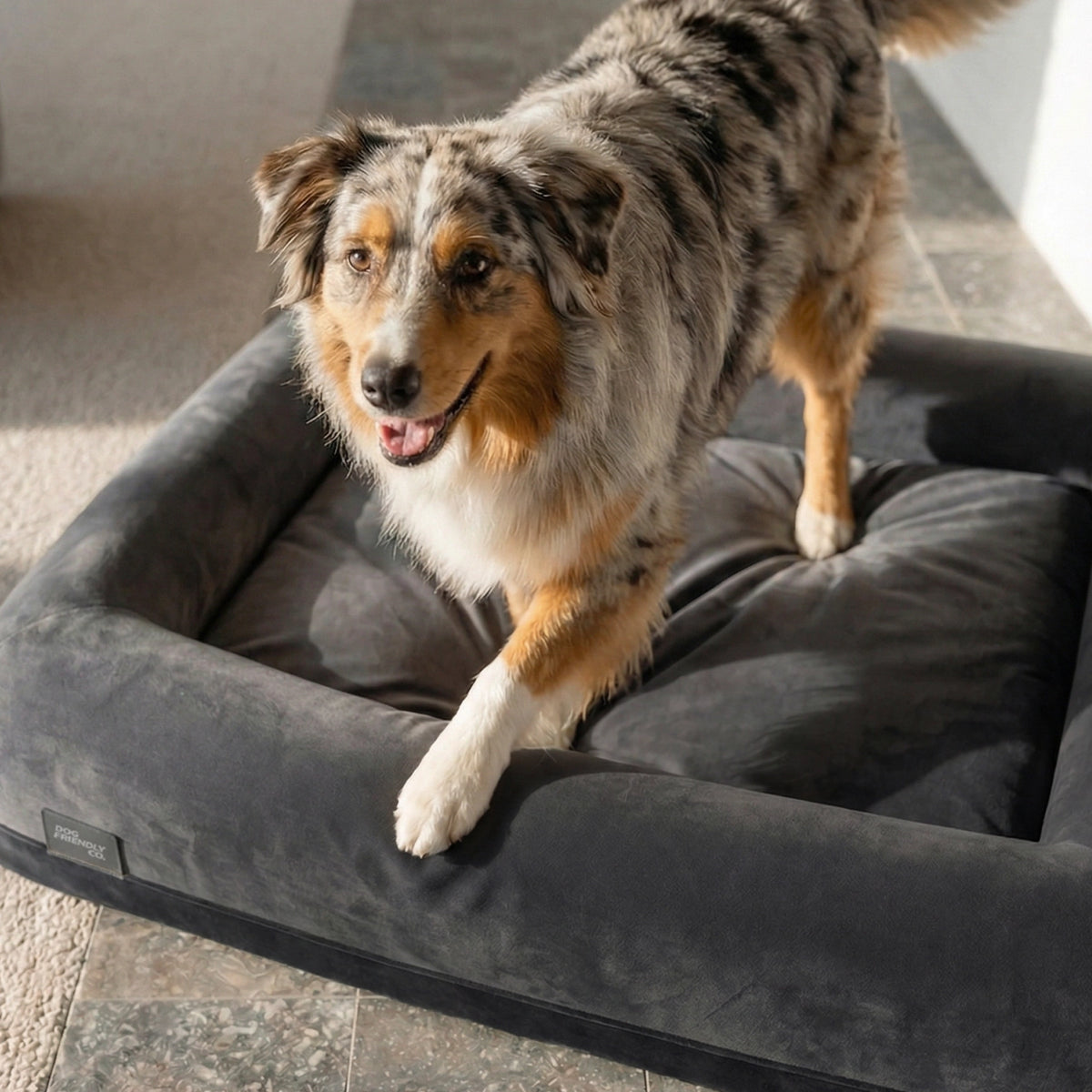 Dog walking on a charcoal dog bed in a home setting.