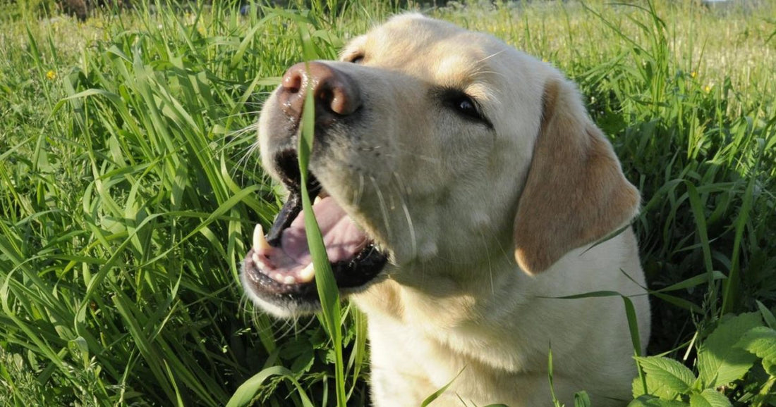 Why Do Dogs Eat Grass?