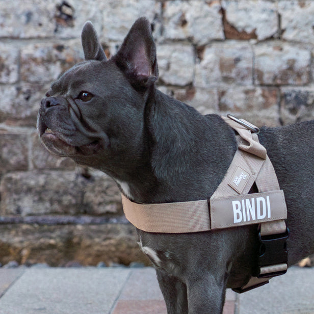 Premium brown custom dog name patches with personalized name text in bold lettering.