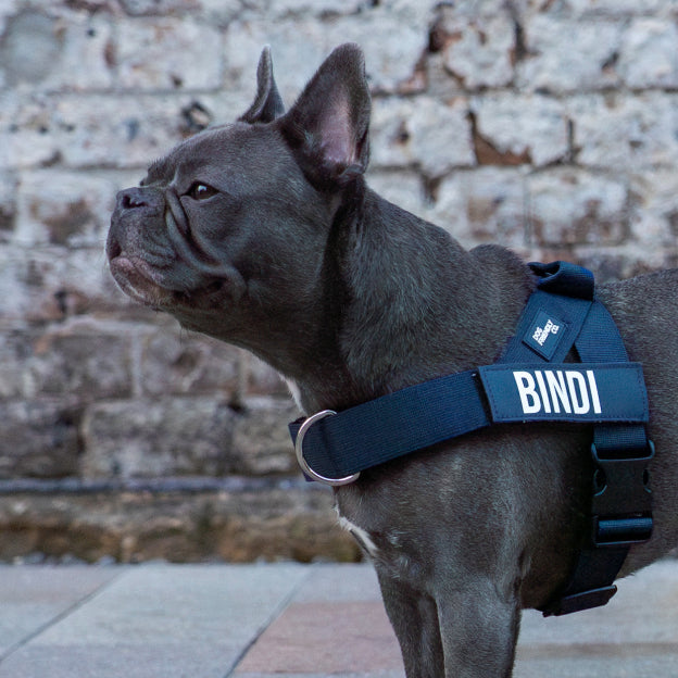 Dog Harness - Navy Blue