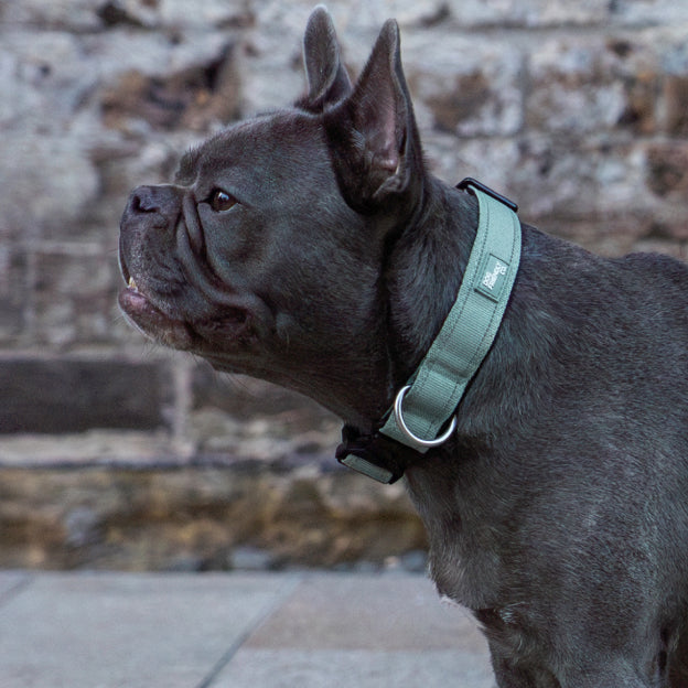 Tactical Dog Collar - Khaki