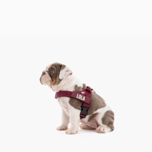 Dog Harness - Burgundy