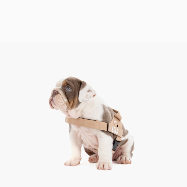 Dog Harness - Brown