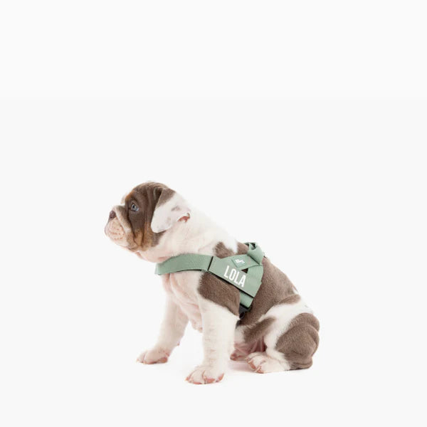 Dog Harness + FREE D-ring