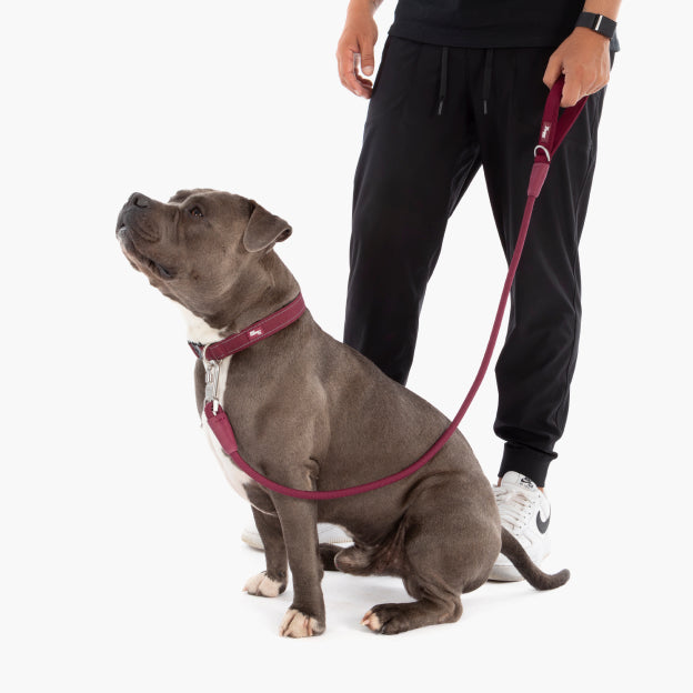 Collar Walk Set - Burgundy