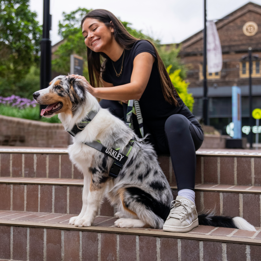 Dog Harness - Limited Edition Green