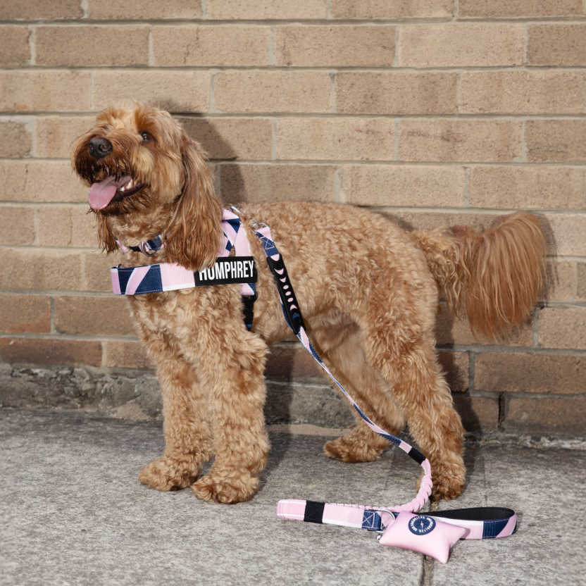 Dog Harness