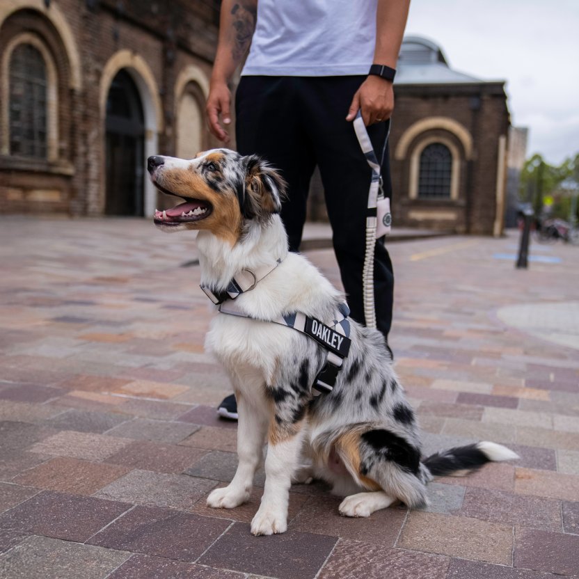 Dog Harness