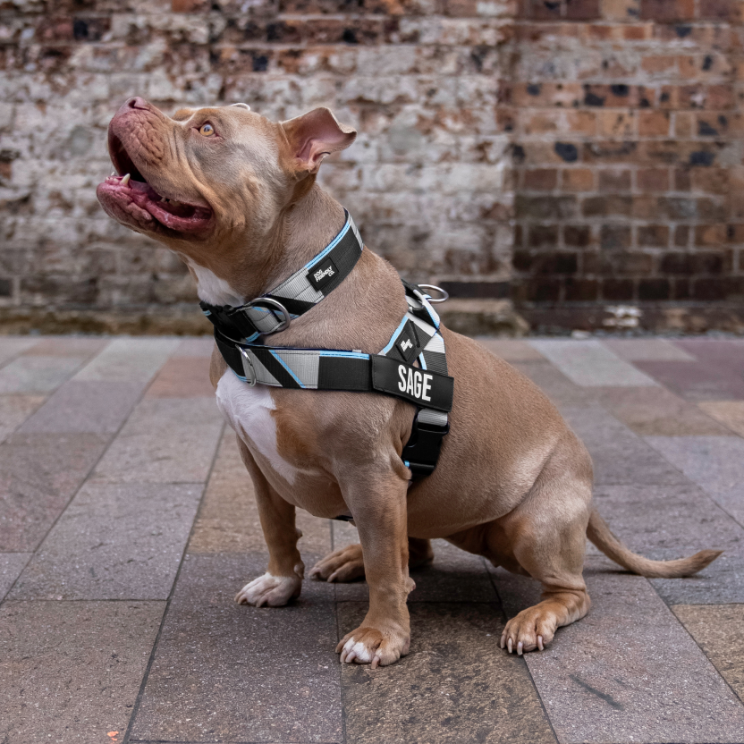 Dog Harness - Limited Edition Blue