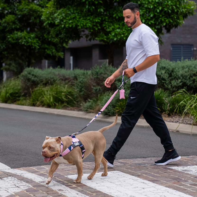 Dog Harness