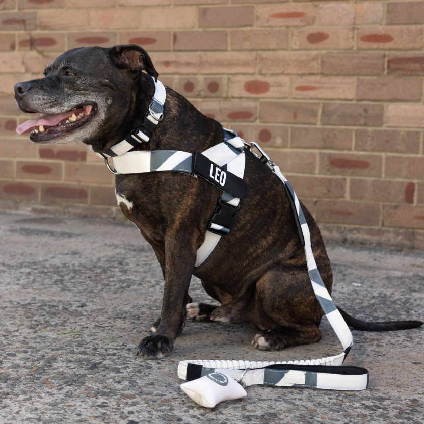 Dog Harness