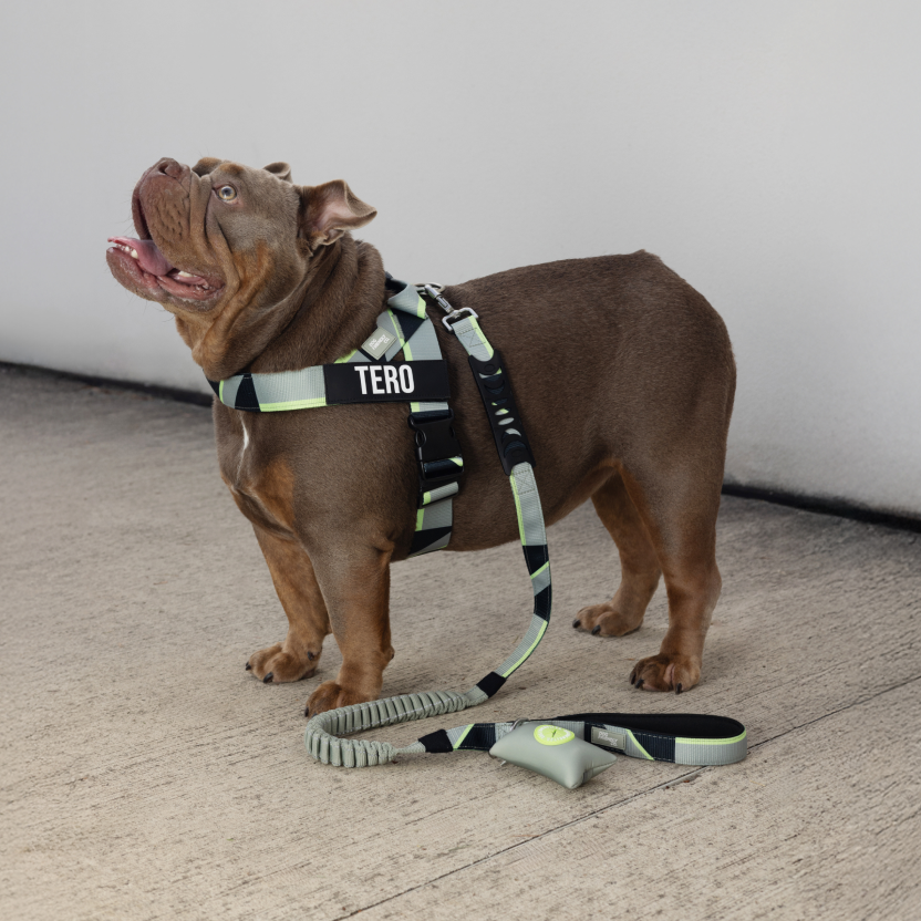 Bungee Dog Leash - Limited Edition Green