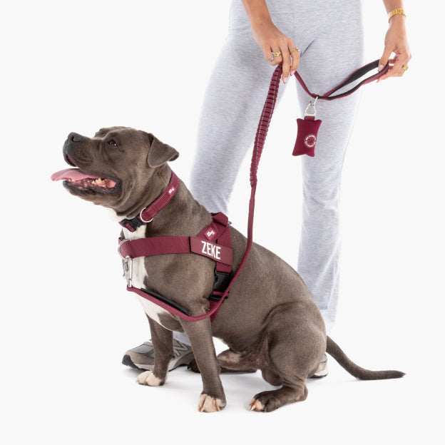 Bungee Dog Leash - Burgundy