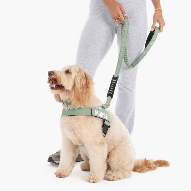 Bungee Dog Leash - Khaki