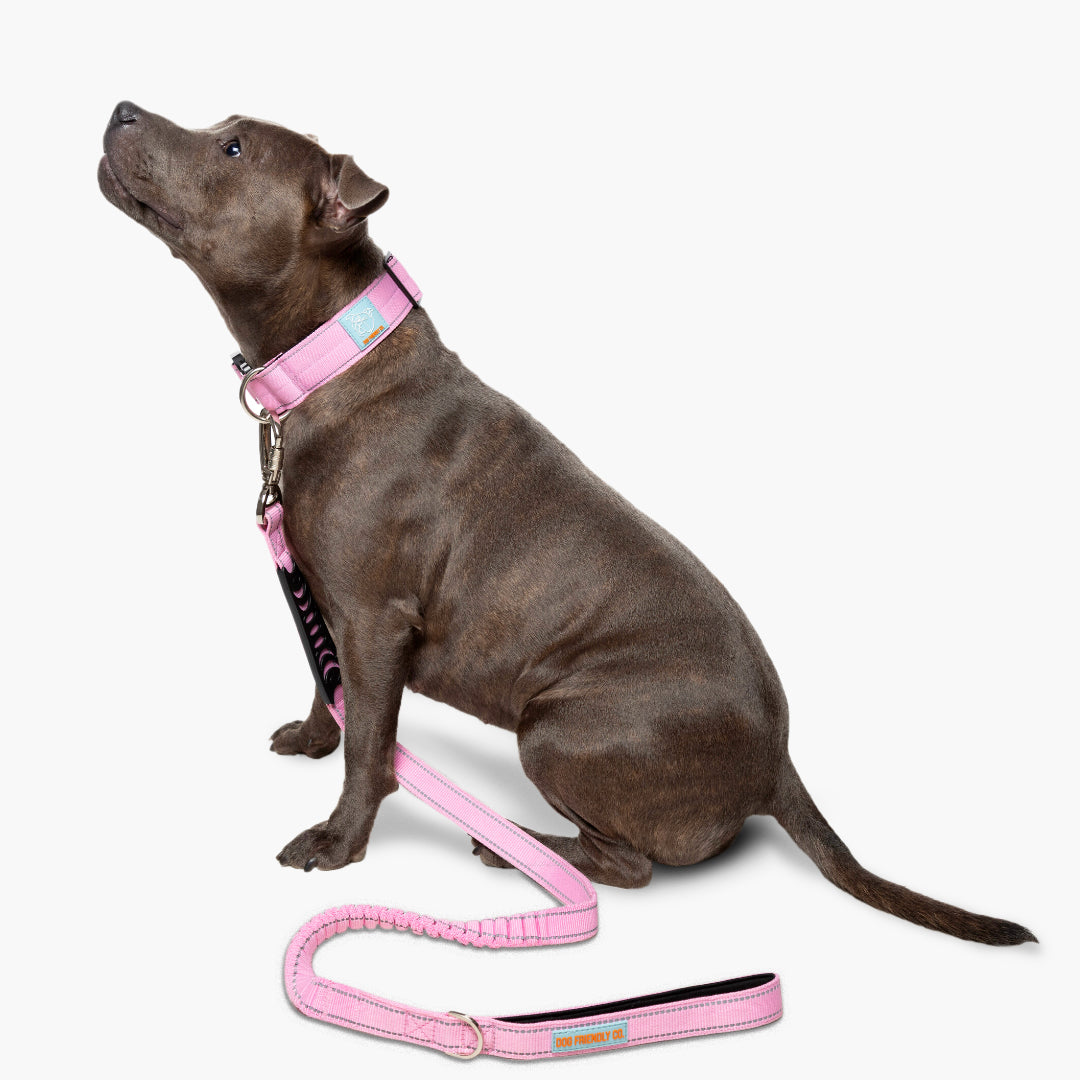 Collar Walk Set - Pink