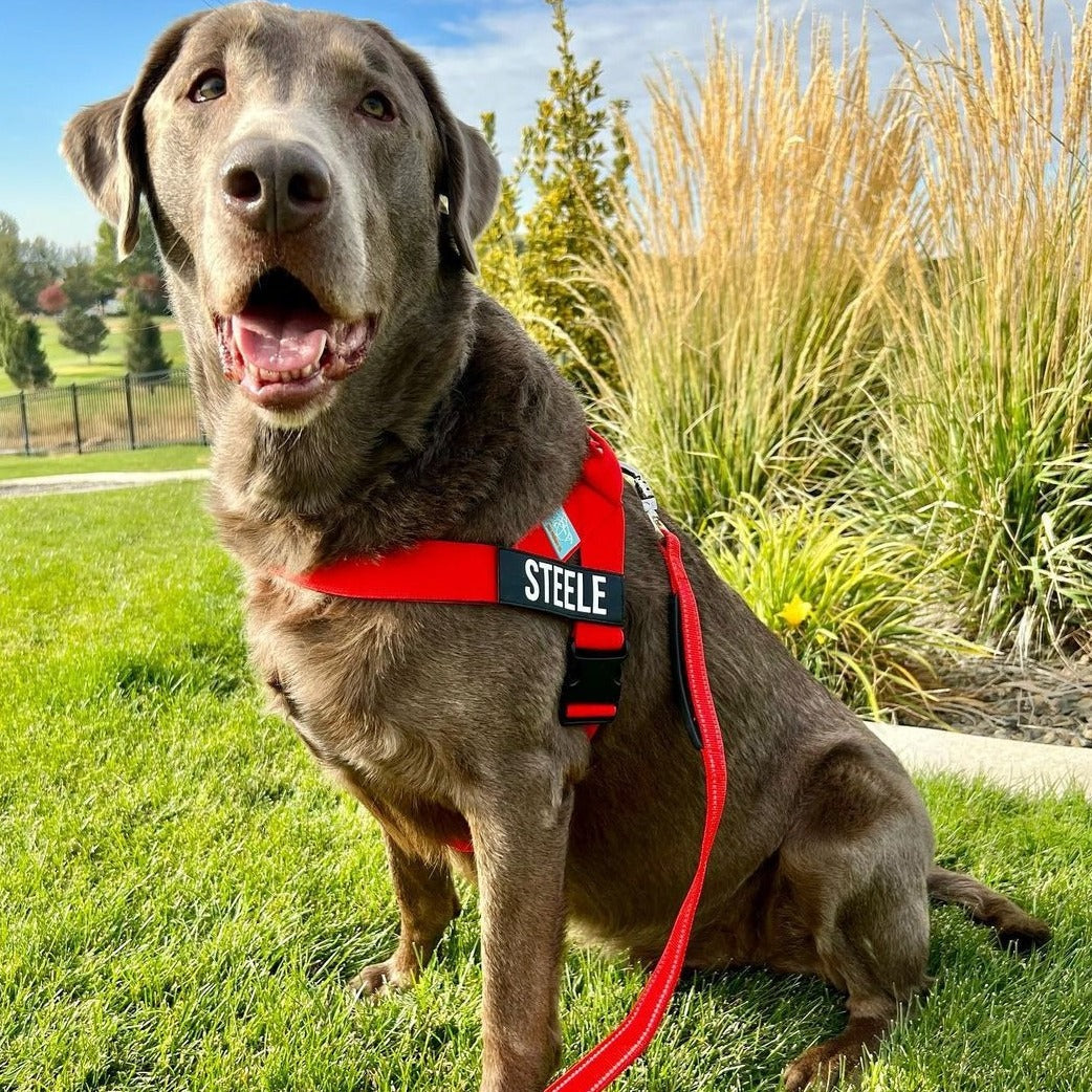 Dog Harness