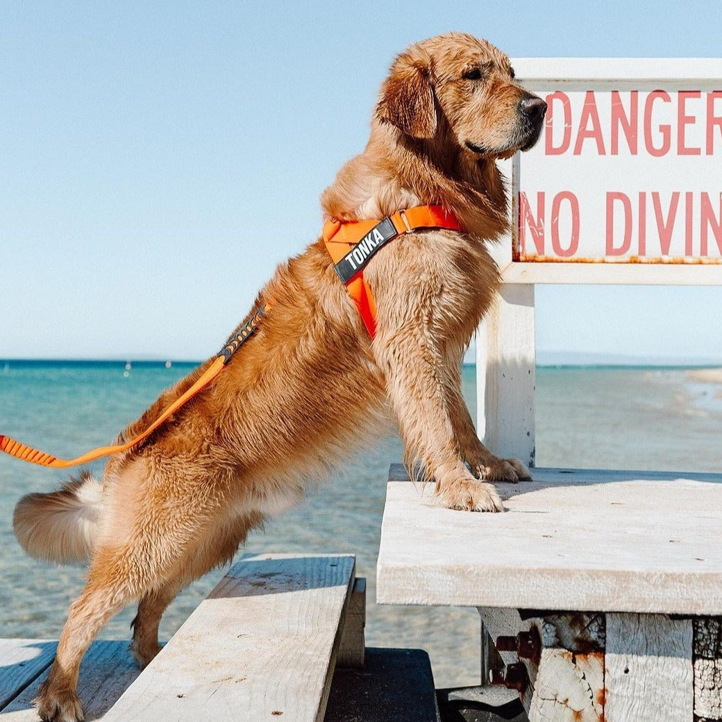 Dog Harness - Orange