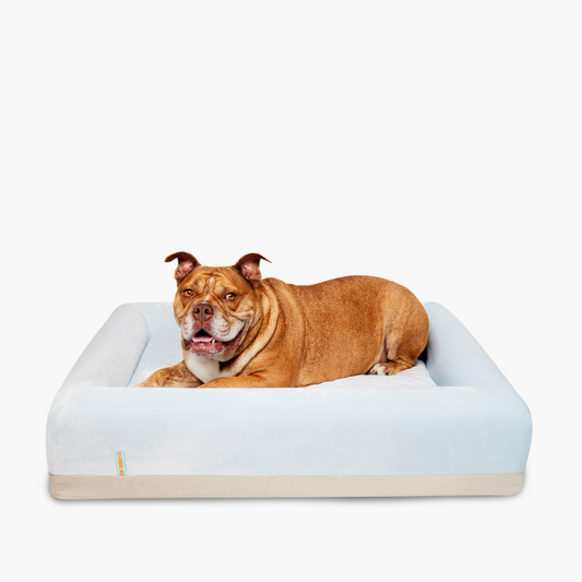 Premium Orthopedic Memory Foam Dog Bed - Sky Blue (Medium)