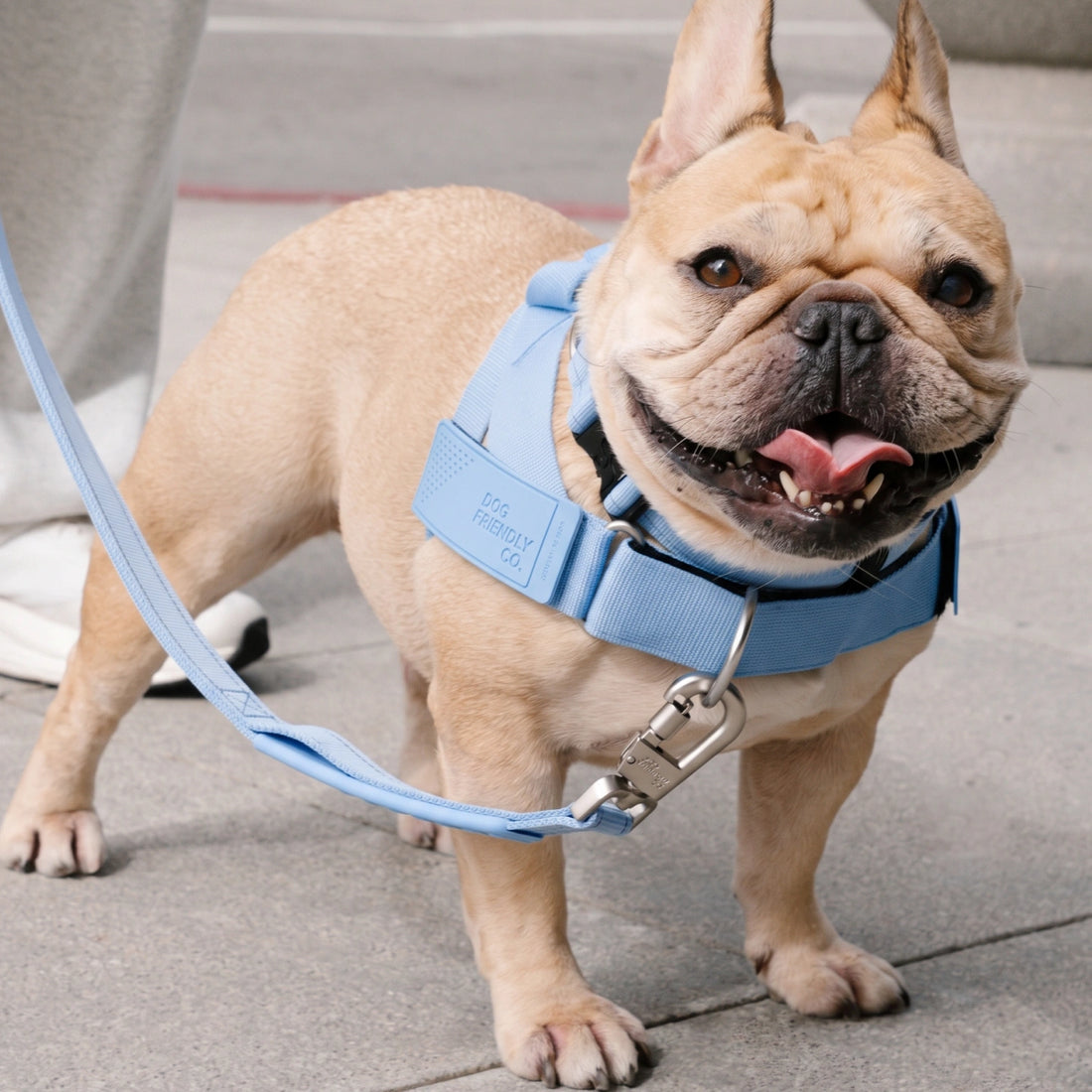 French bulldog in the Air harness with the bungee leash