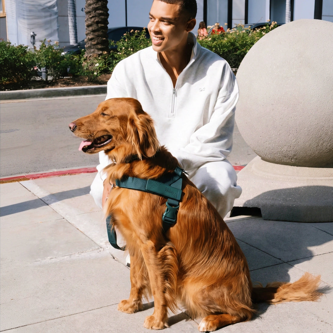 Golden retriever wearing the Forest harness, sitting beside its owner on a sunny street