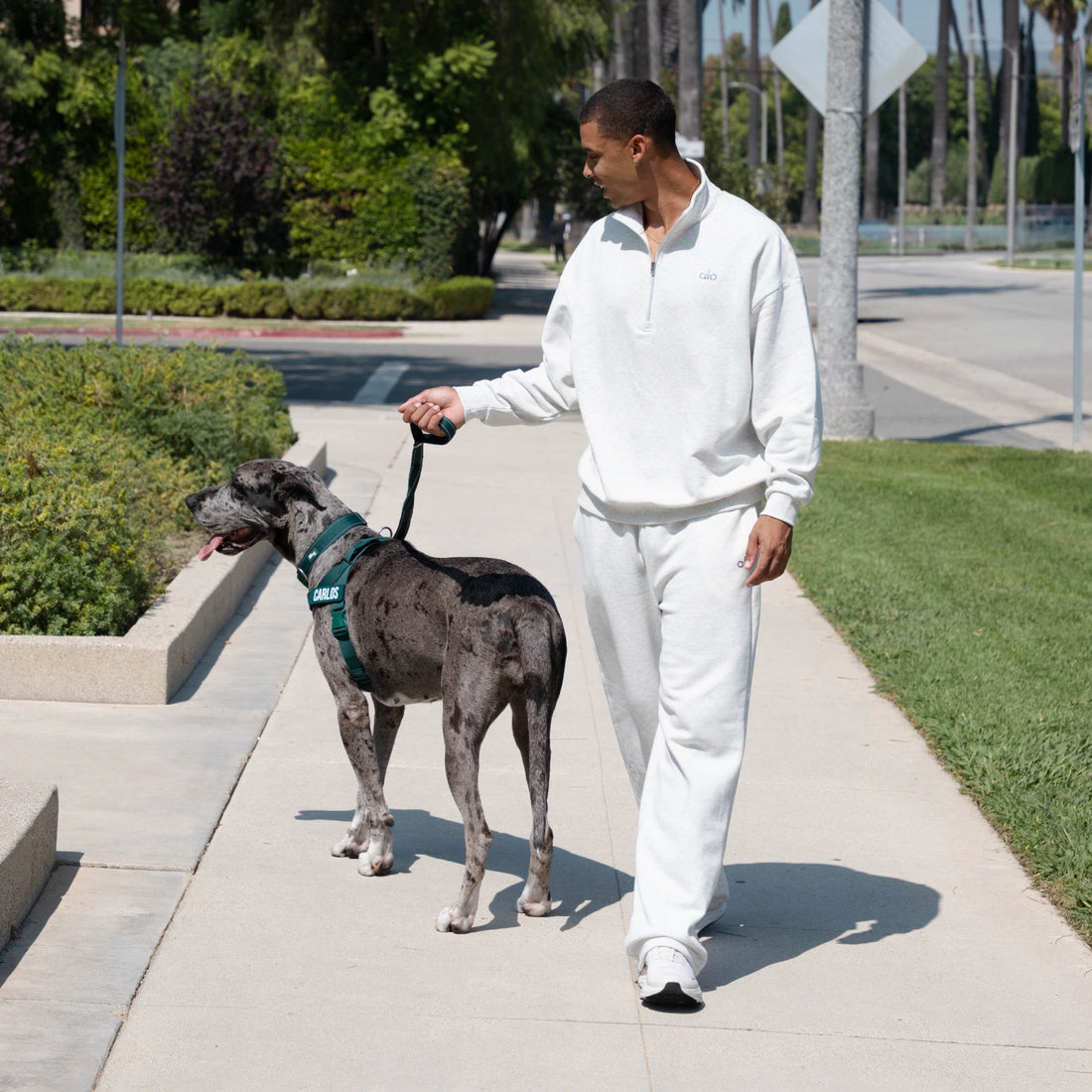 Man walking a Great Dane in the Forest harness along a sidewalk