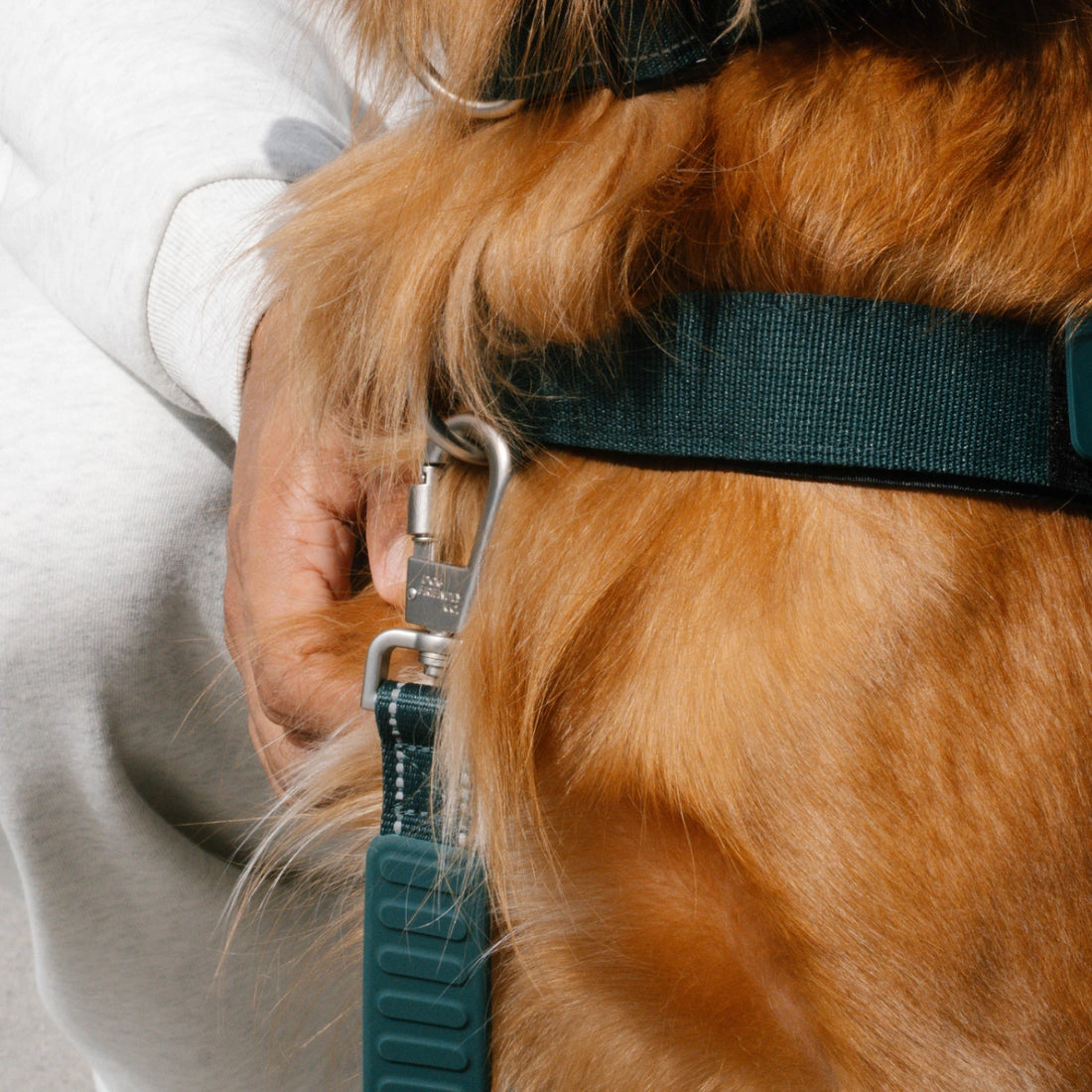 Close-up of the Forest bungee leash clipped to the harness on a golden retriever