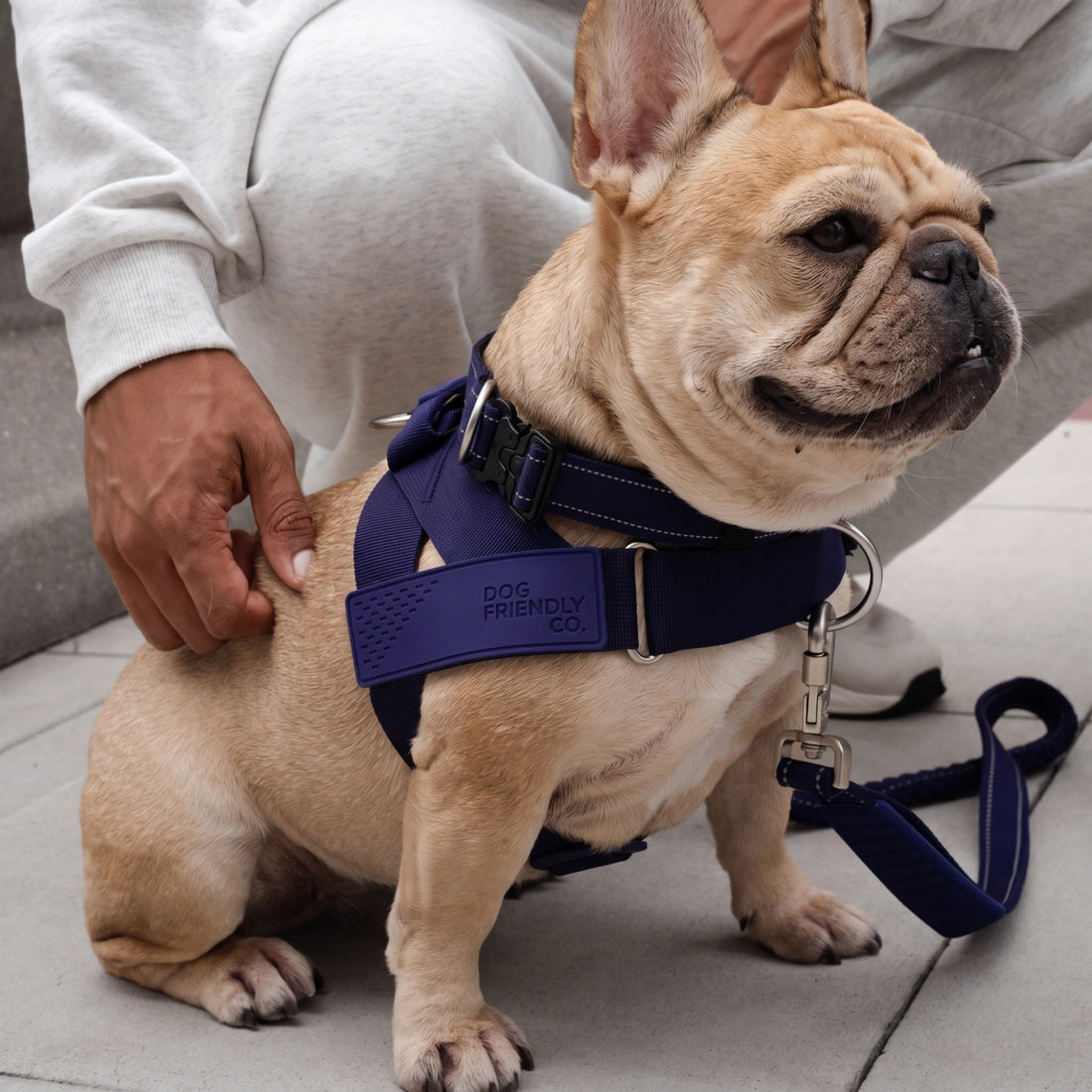 French bulldog in the Indigo harness and leash, sitting beside its owner