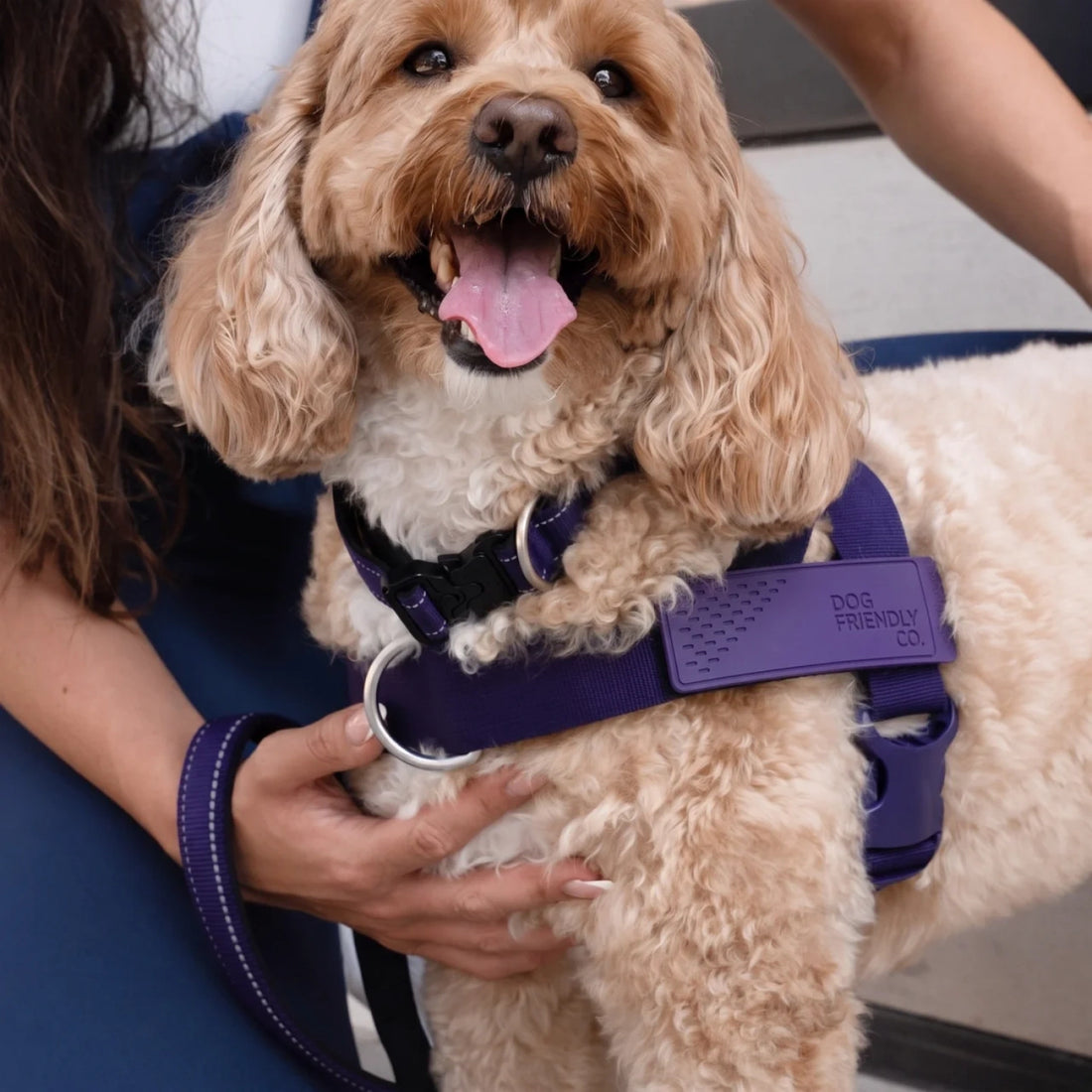 Cockapoo in the Indigo harness and collar, held by its owner