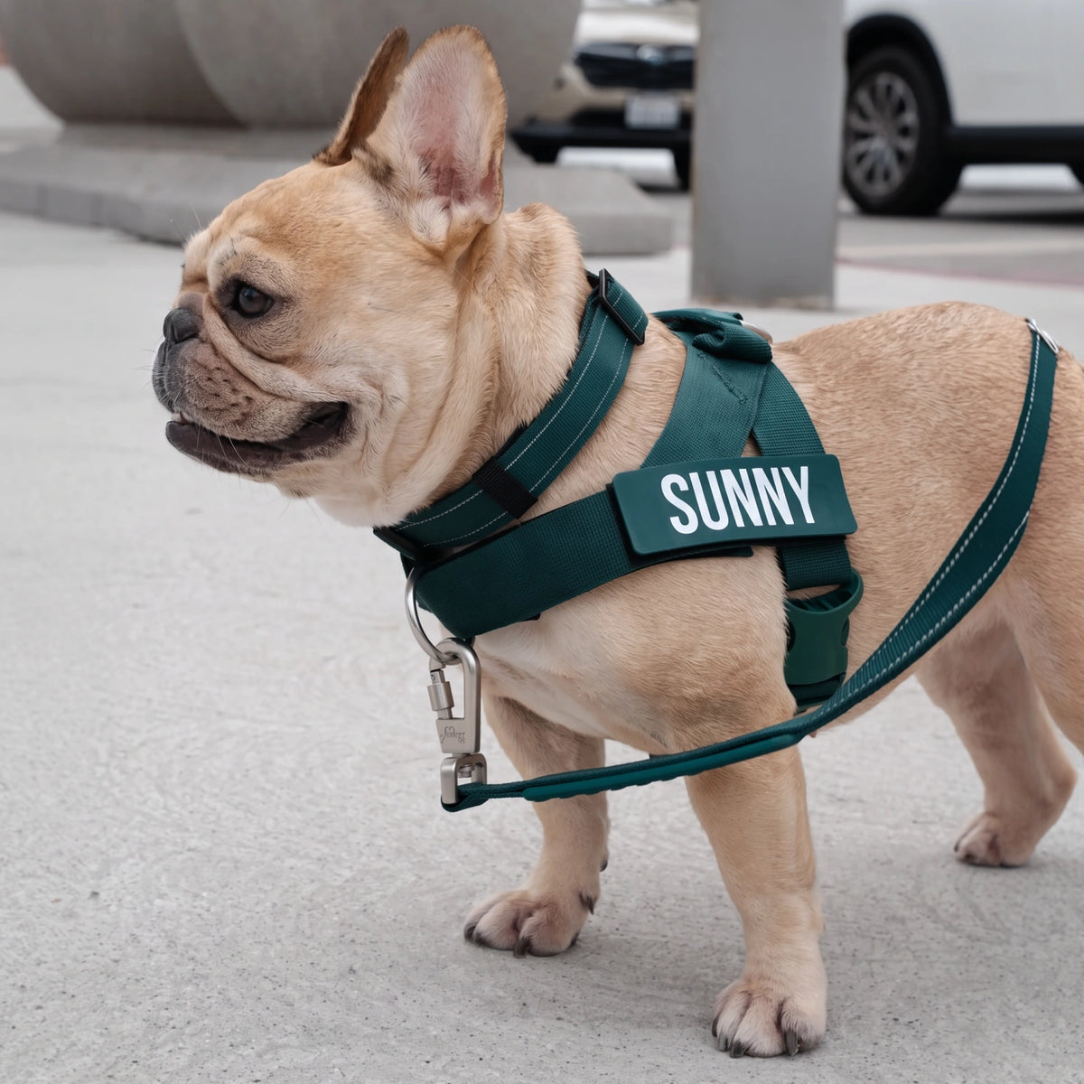 French bulldog in the Forest harness and leash, with the name SUNNY on its custom name patch