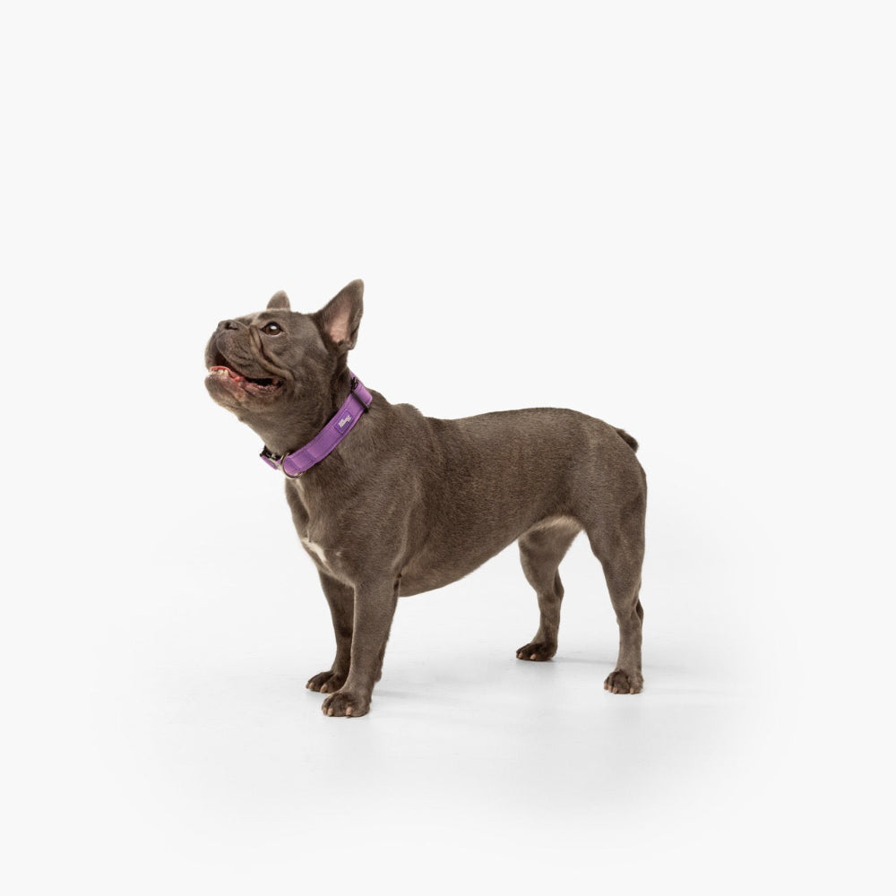 Tactical Dog Collar - Purple