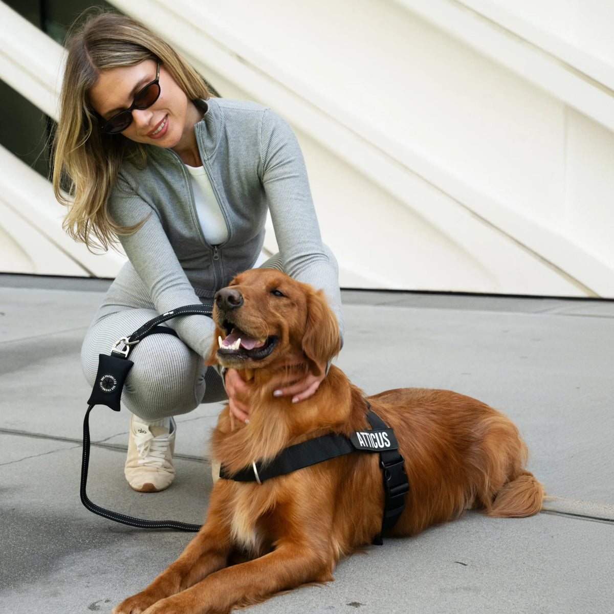 Person holding a black bungee dog leash attached to a brown dog wearing a black harness.