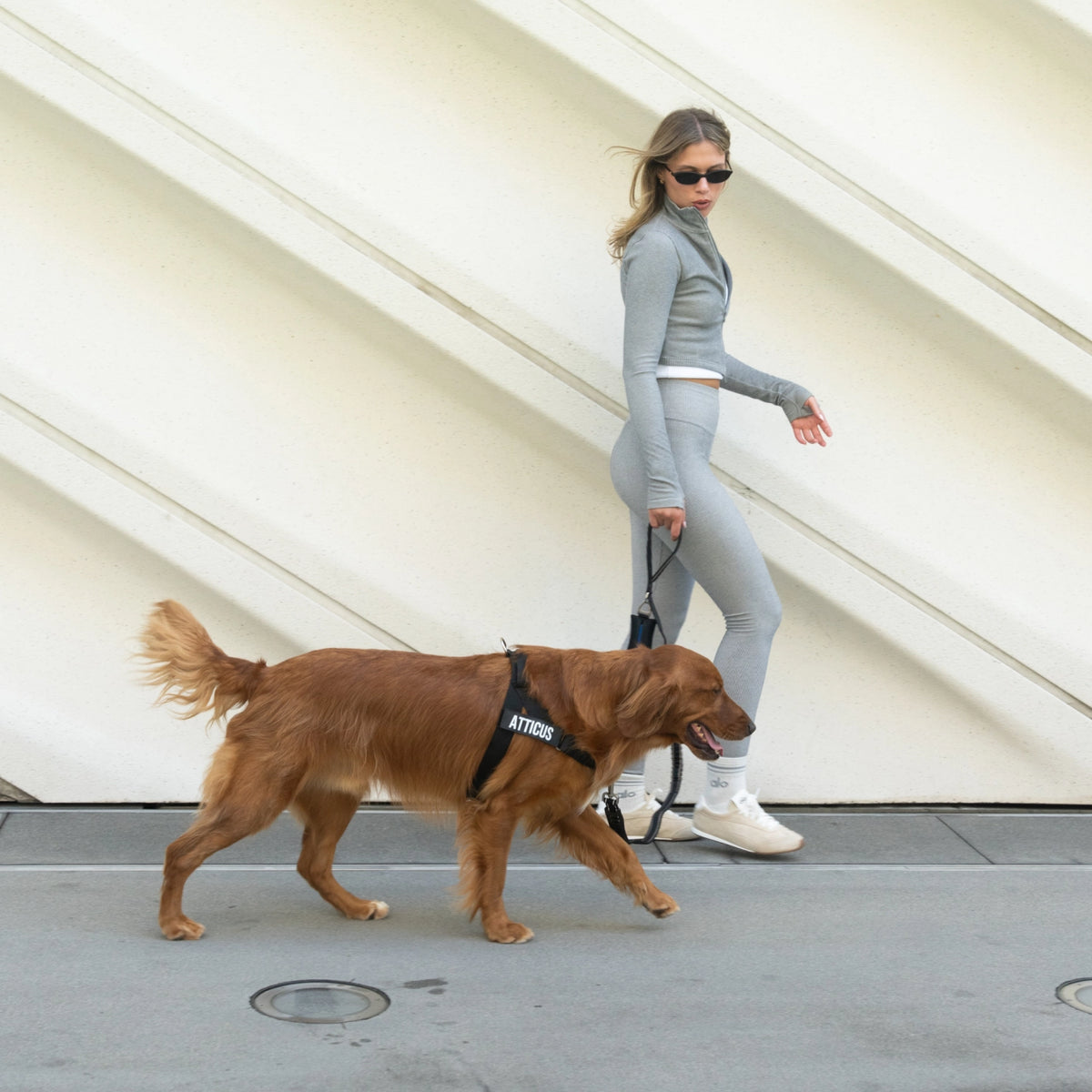 Person walking a brown dog using a black bungee dog leash.