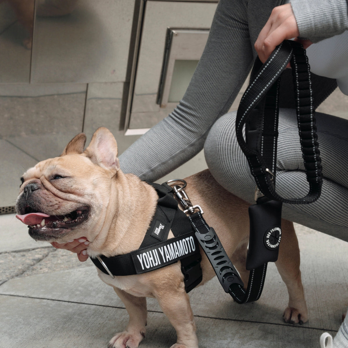 Black bungee dog leash attached to a dog harness, showing the heavy-duty clip, D-ring and padded handle.