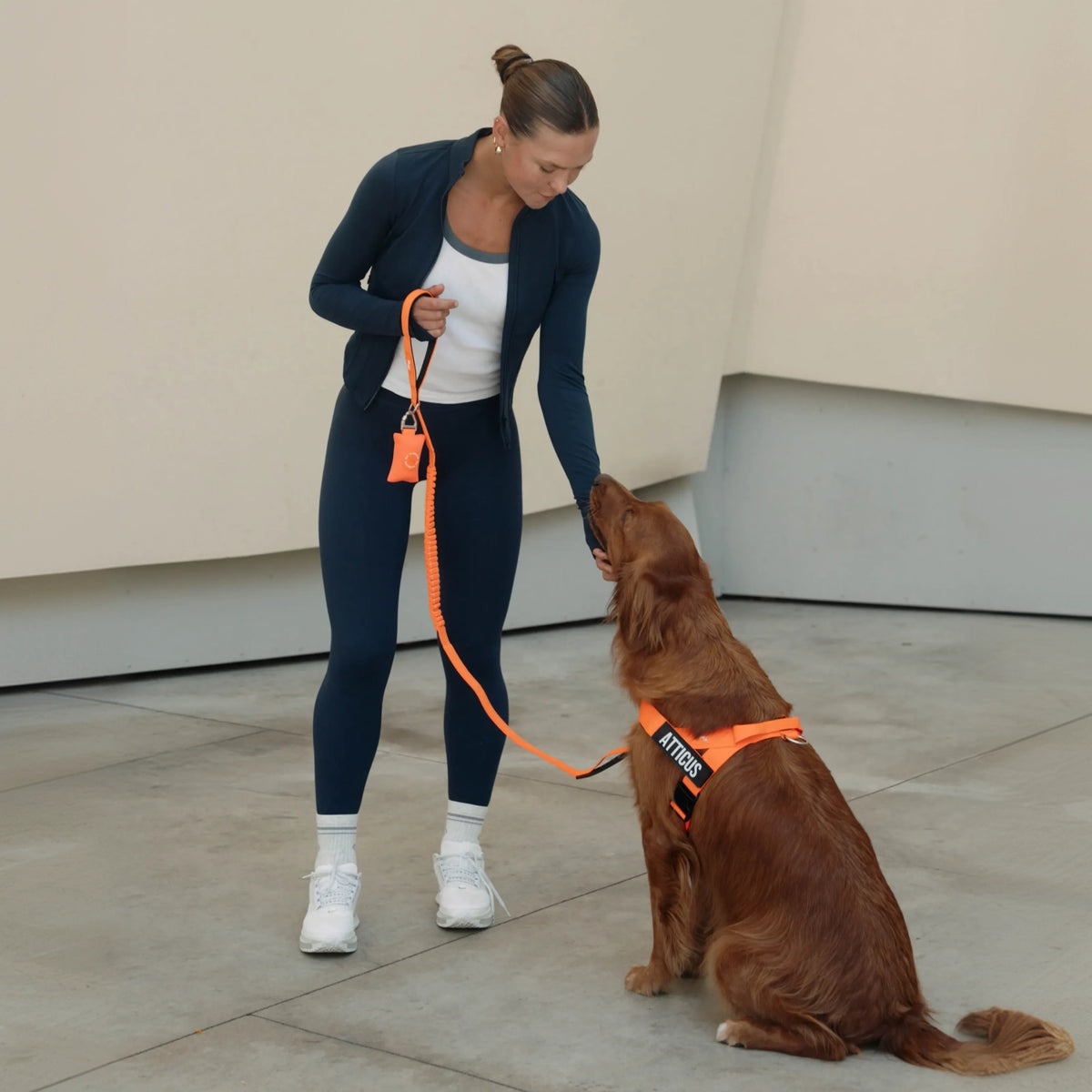 Hi-vis orange bungee dog leash being used while walking a dog.