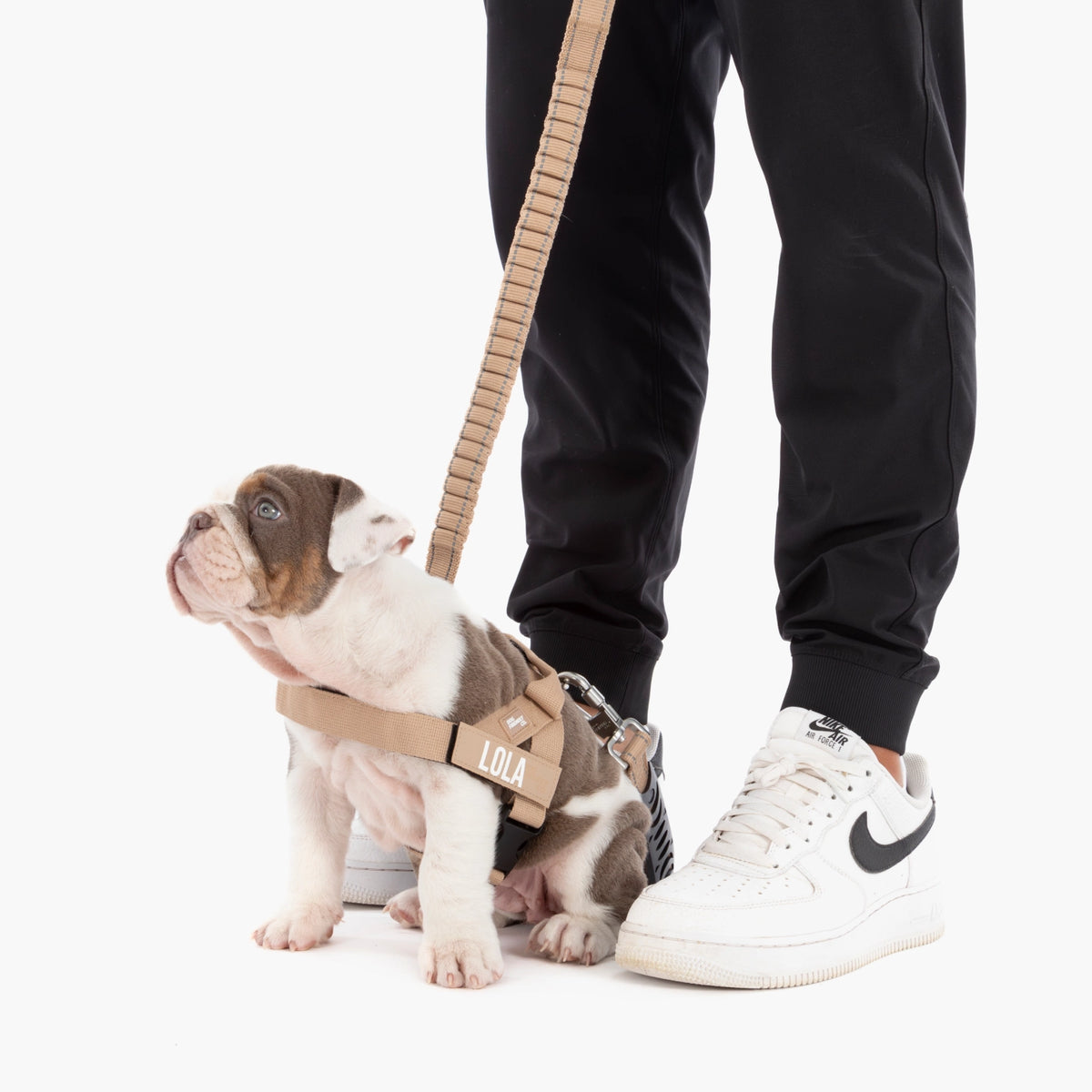 Puppy wearing a brown harness and attached to a premium brown bungee dog leash.