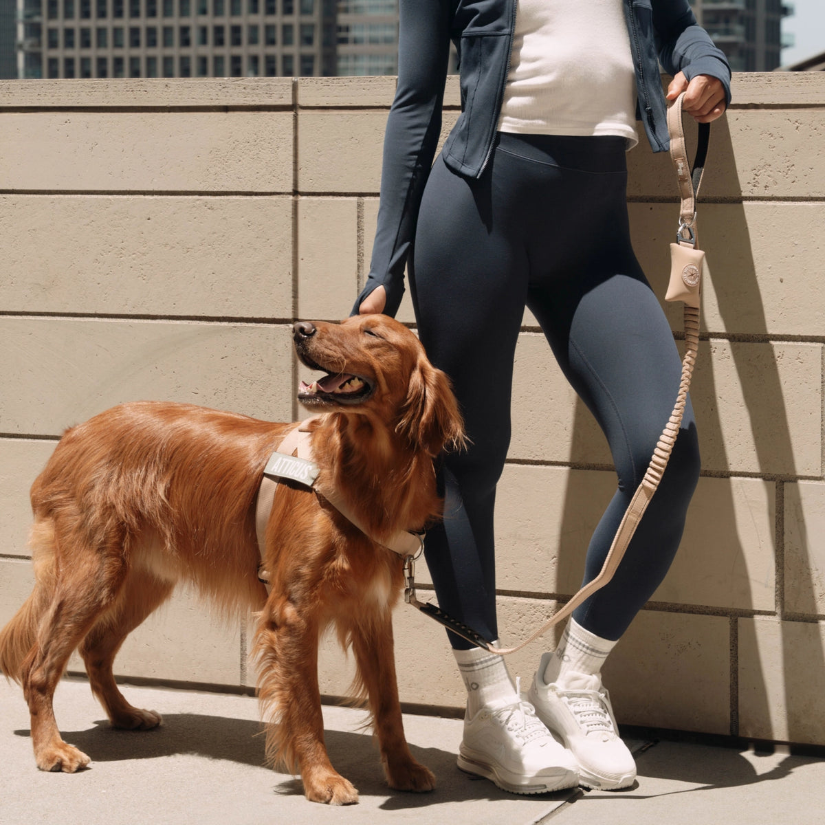 Brown dog wearing a harness and walking on a premium brown bungee dog leash.