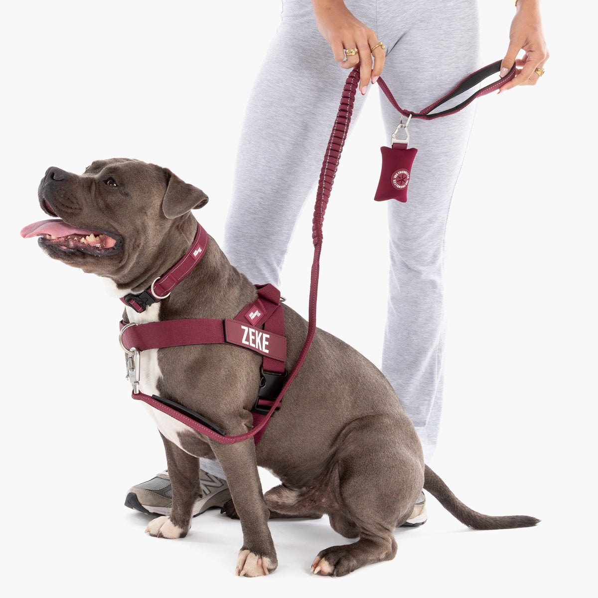 Dog wearing full Burgundy kit with bungee dog leash.