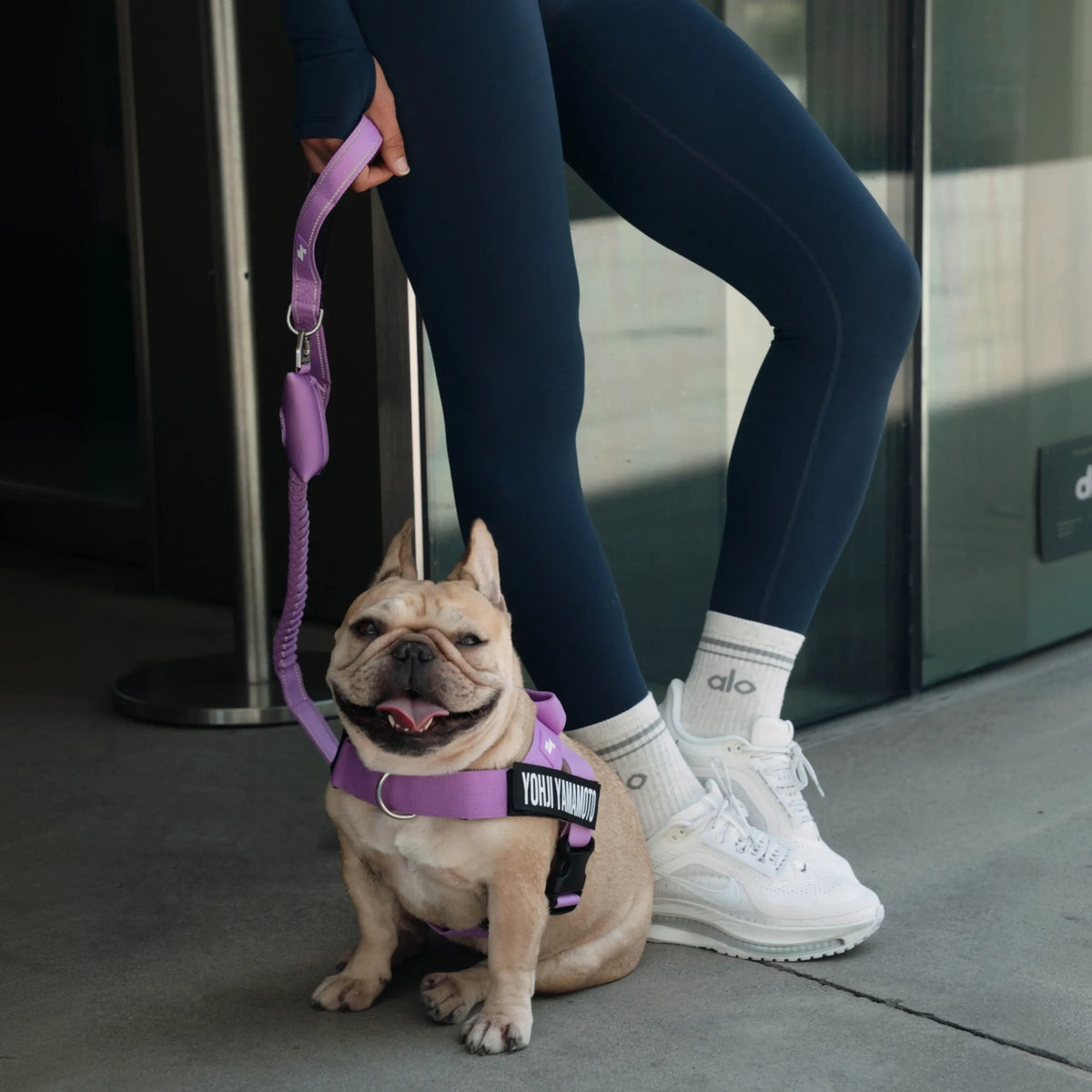 French Bulldog wearing a purple harness and connected to a purple bungee dog leash.