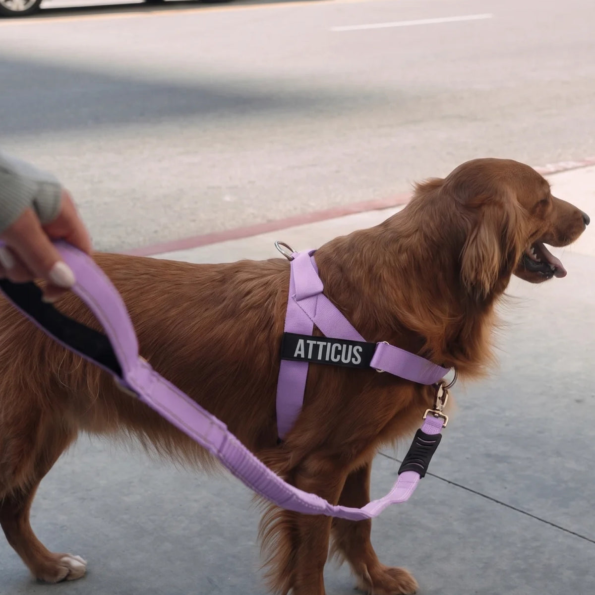 Brown dog wearing a purple harness while walking with a purple bungee dog leash.