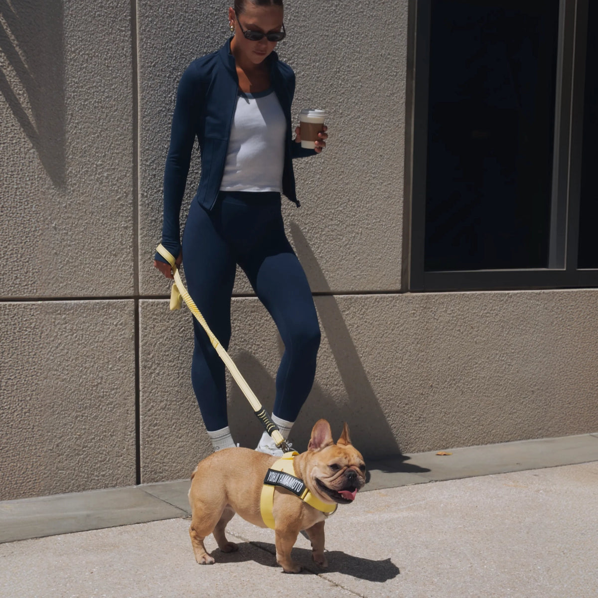 Dog being walked with a yellow bungee dog leash.