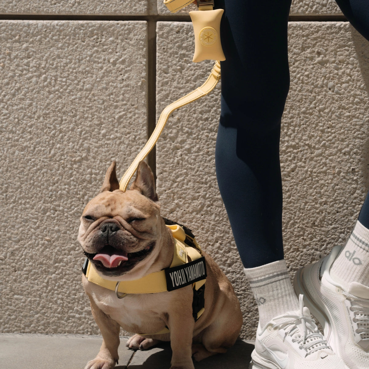 Dog being walked with a yellow bungee dog leash.