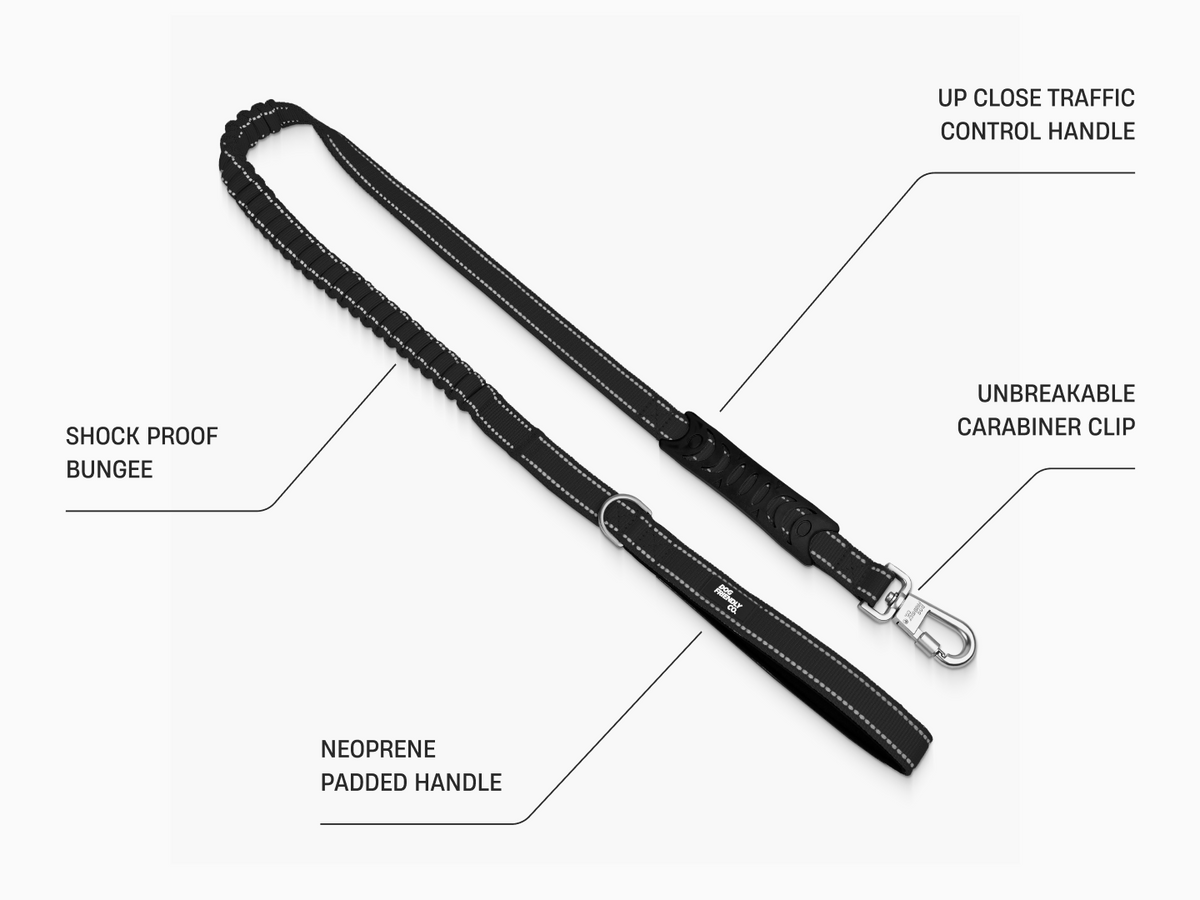 Bungee dog leash with the new snap clip
