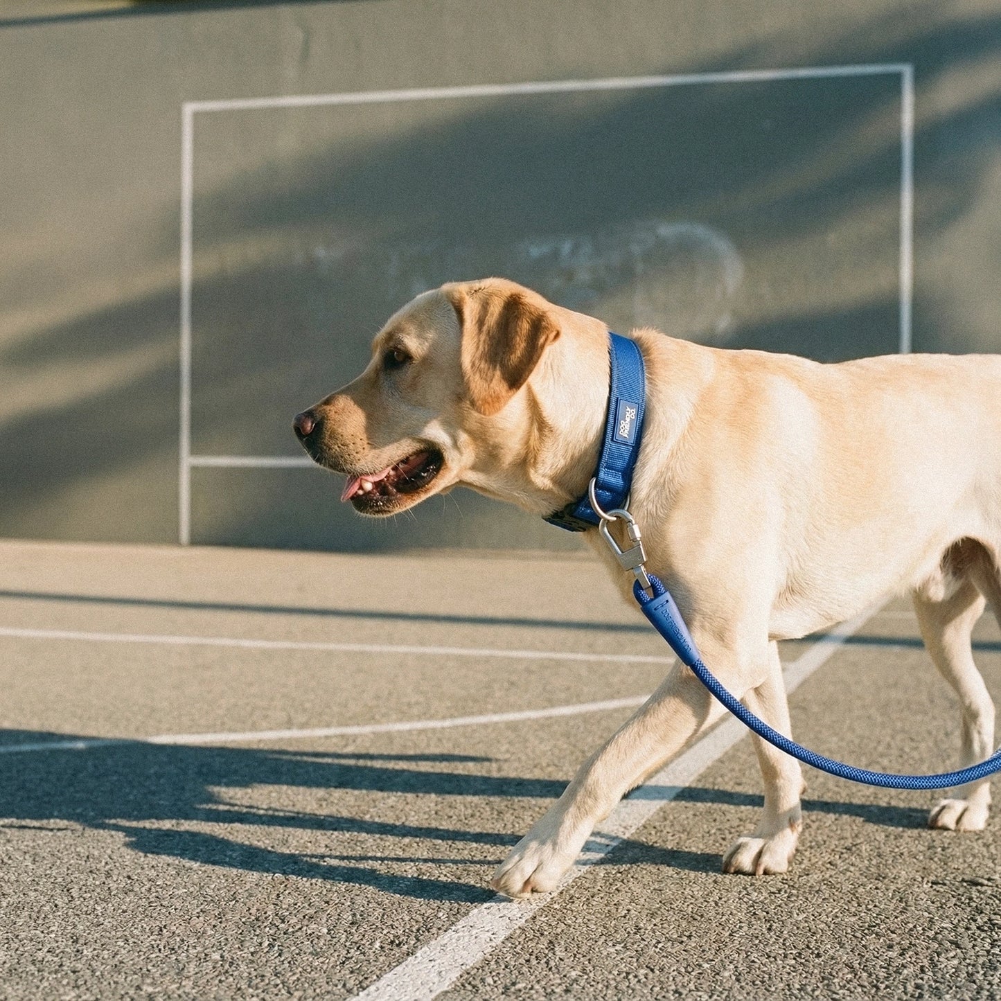 Collar Walk Set - Classic Blue