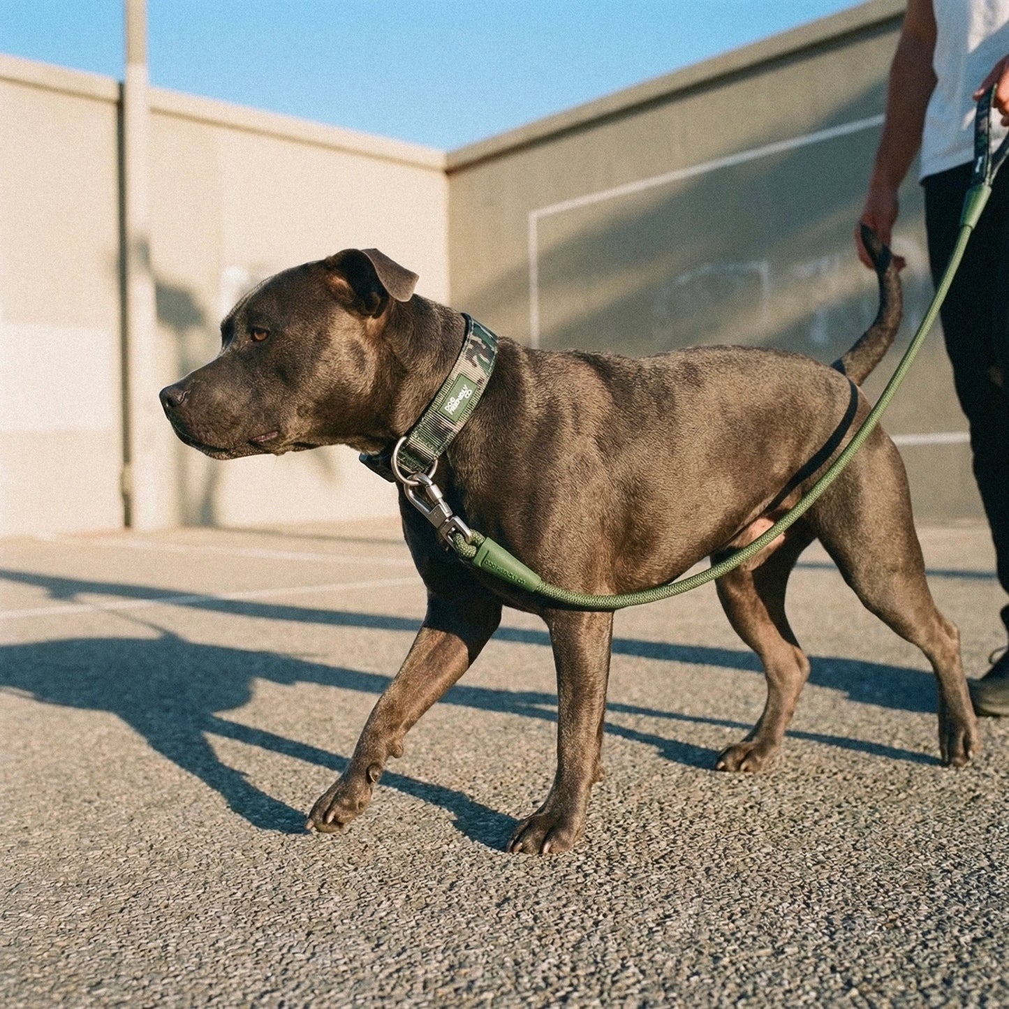 Collar Walk Set - Green Camo