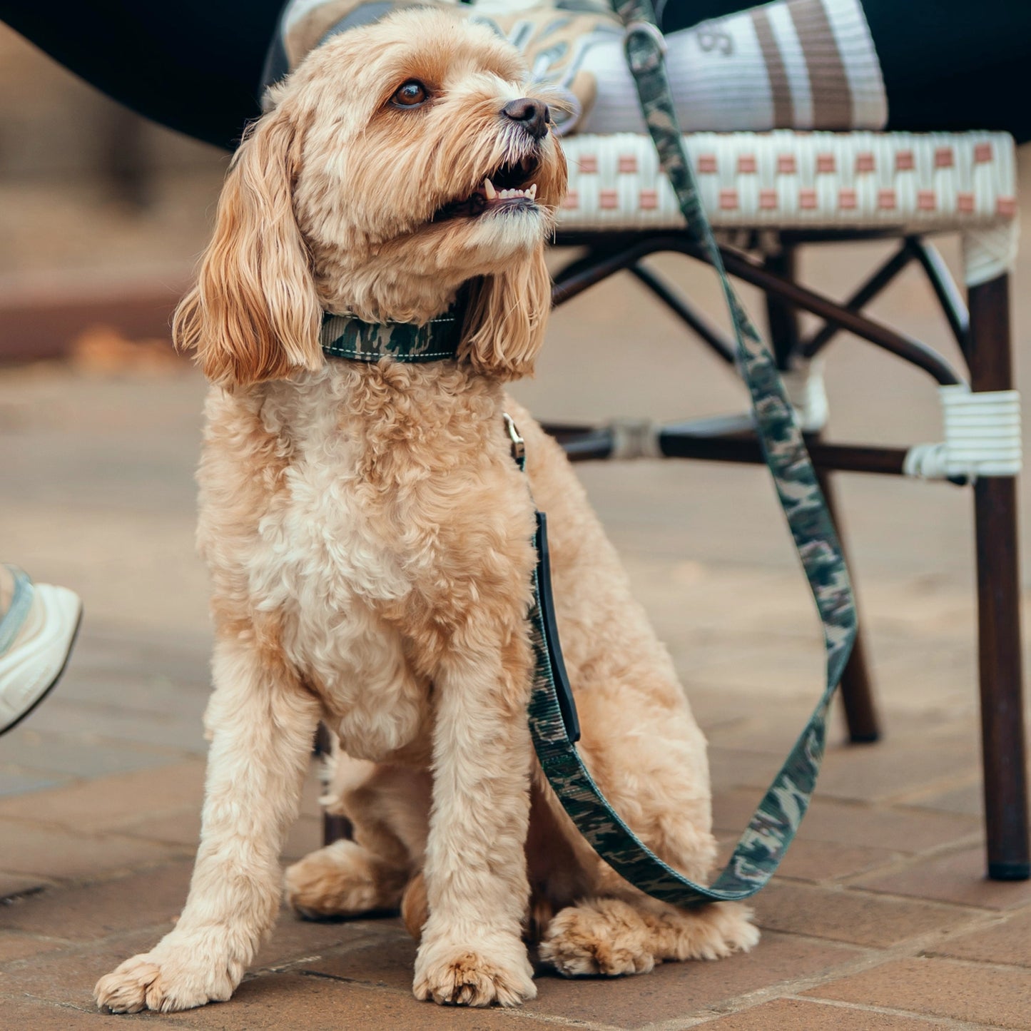 Collar Walk Set - Green Camo