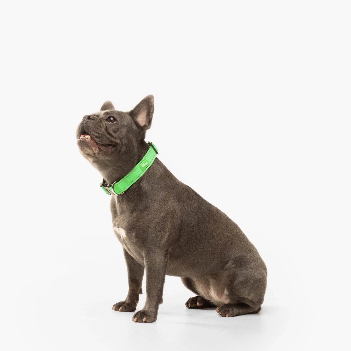 Collar Walk Set - Neon Green