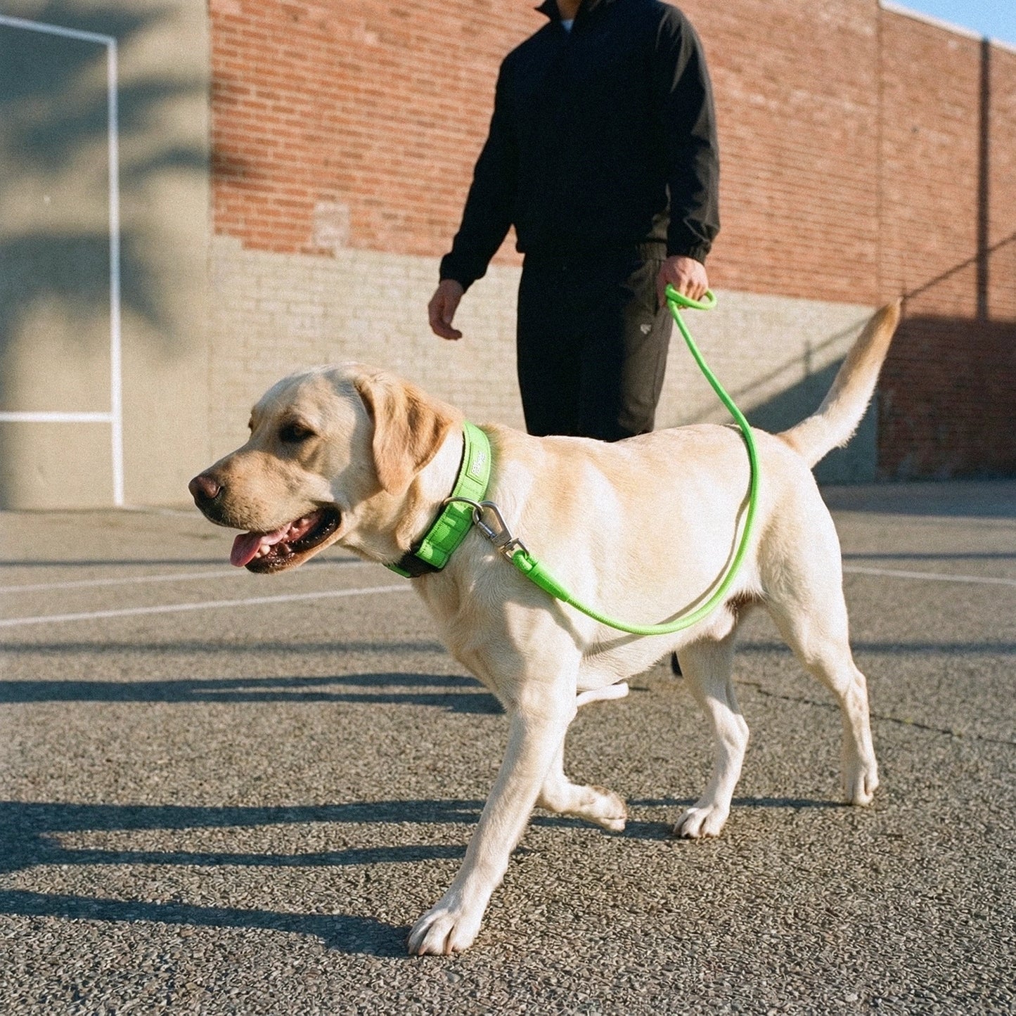 Collar Walk Set - Neon Green