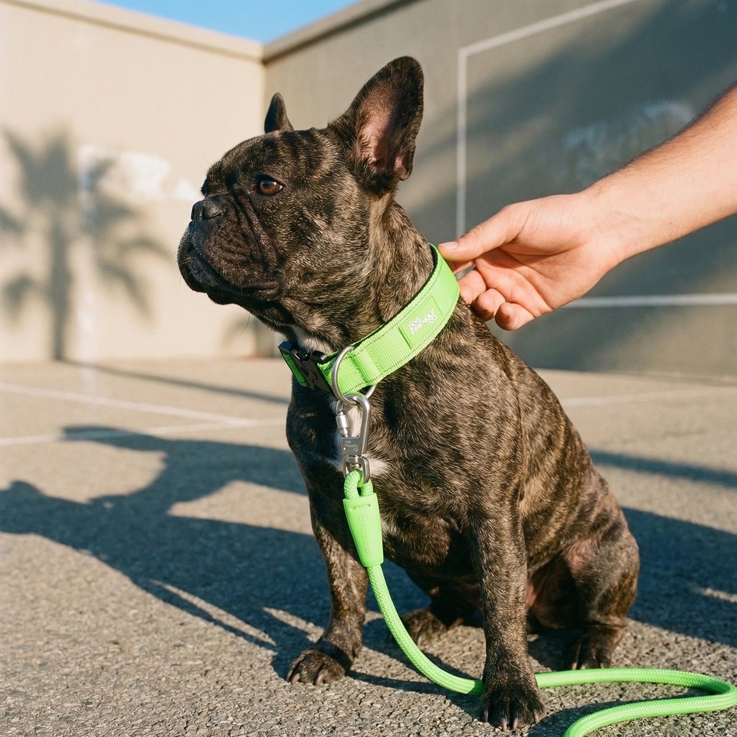 Collar Walk Set - Neon Green