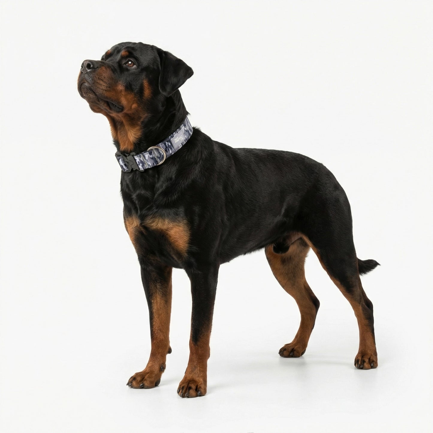 Collar Walk Set - Grey Camo